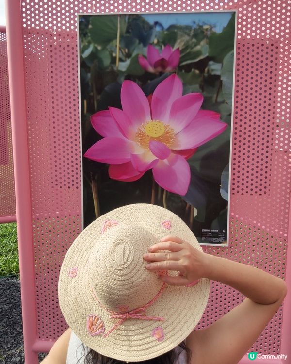 🌸我愛花花🌸之推介✨🪷最新✨🪷愛花之人唔好錯過