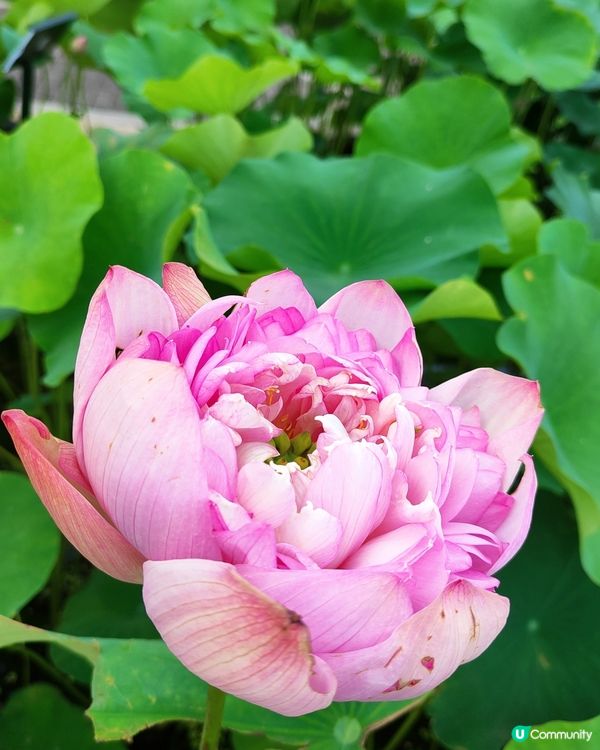 🌸我愛花花🌸之推介✨🪷最新✨🪷愛花之人唔好錯過