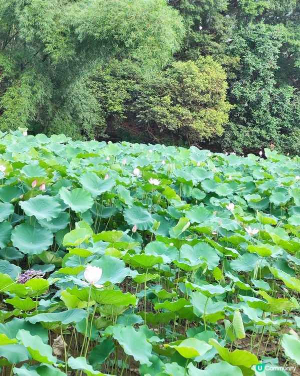 🌸我愛花花🌸之推介✨🪷最新✨🪷愛花之人唔好錯過