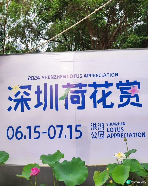 🌸我愛花花🌸之推介✨🪷最新✨🪷愛花之人唔好錯過