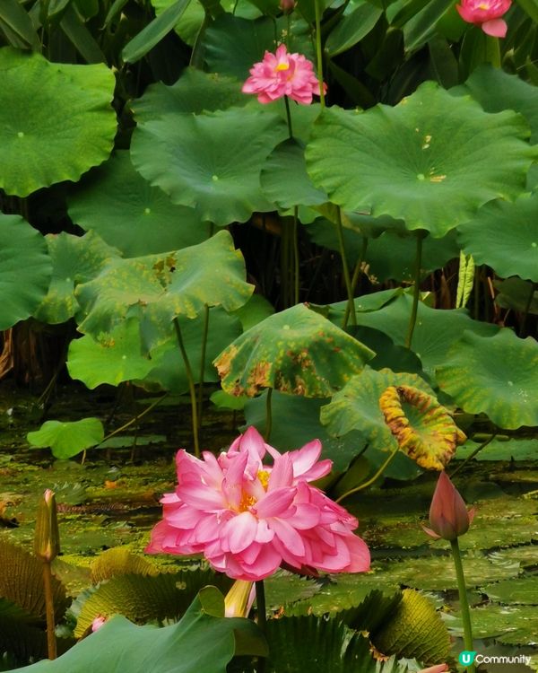 深圳仙湖植物園：非常大的植物園，建議要坐園區的巴士上山頂，由...