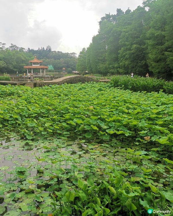 深圳仙湖植物園：非常大的植物園，建議要坐園區的巴士上山頂，由...