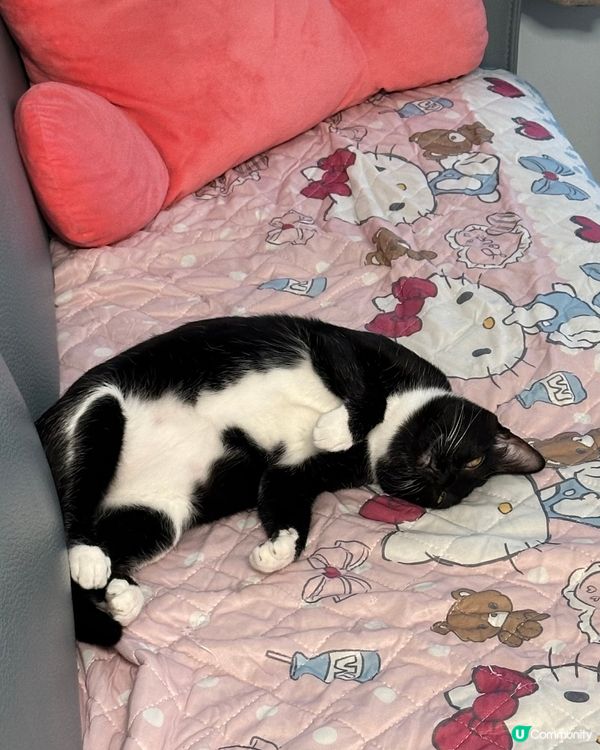 二隻平時都唔睬人，但回家佢地都會歡迎我，同埋攞食，抓痕實搵我...