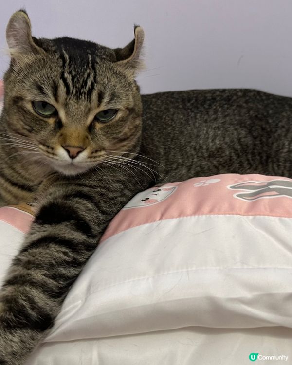 二隻平時都唔睬人，但回家佢地都會歡迎我，同埋攞食，抓痕實搵我...