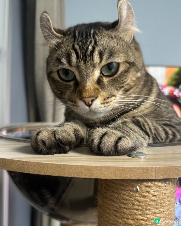 二隻平時都唔睬人，但回家佢地都會歡迎我，同埋攞食，抓痕實搵我...