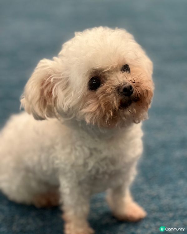 呢隻嘢成日扮得意， 有嚴重公主病， 出到街就唔肯行， 如果塊...