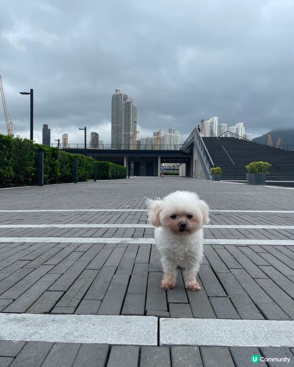 呢隻嘢成日扮得意， 有嚴重公主病， 出到街就唔肯行， 如果塊...