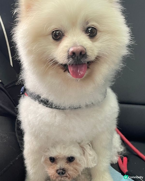 呢隻嘢成日扮得意， 有嚴重公主病， 出到街就唔肯行， 如果塊...