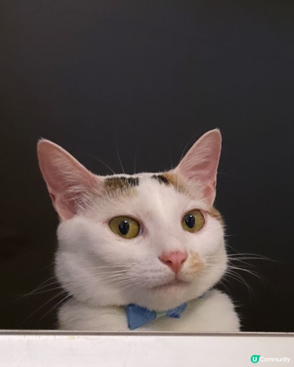 額頭上有兩條眼眉毛，看上去很幽默搞笑！能夠逗人類開心快樂！