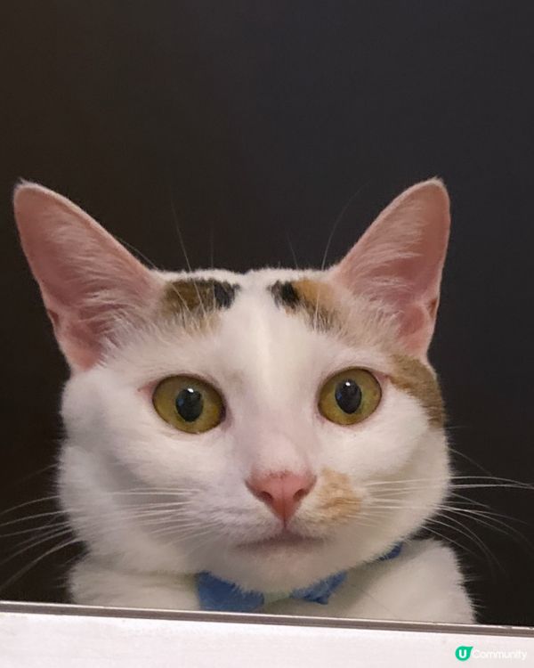 額頭上有兩條眼眉毛，看上去很幽默搞笑！能夠逗人類開心快樂！