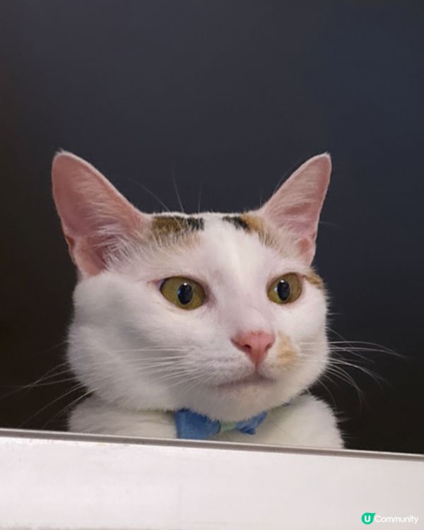 額頭上有兩條眼眉毛，看上去很幽默搞笑！能夠逗人類開心快樂！