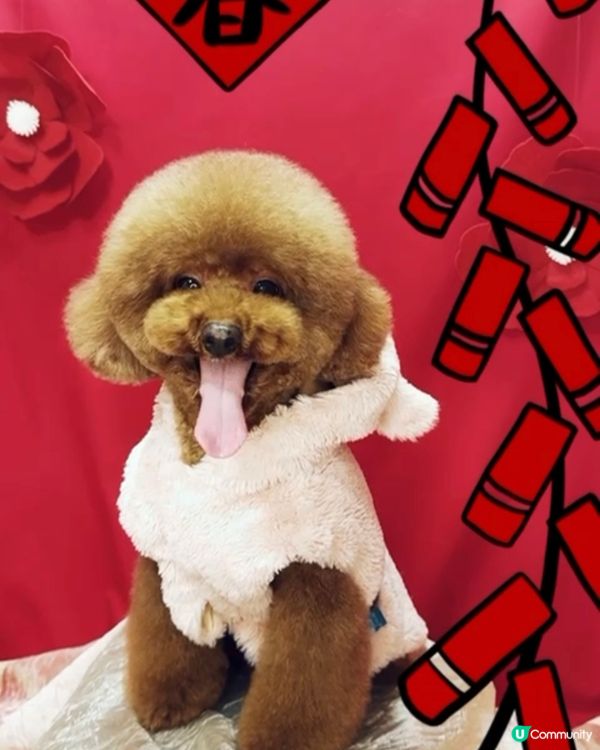 糖糖是糖女！不是港女 ！