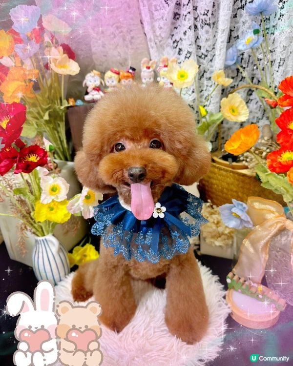 糖糖是糖女！不是港女 ！