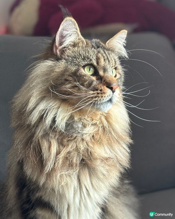 我家有隻寵物老虎，雖然他外表兇猛，不平易近人，但是他其實是一...