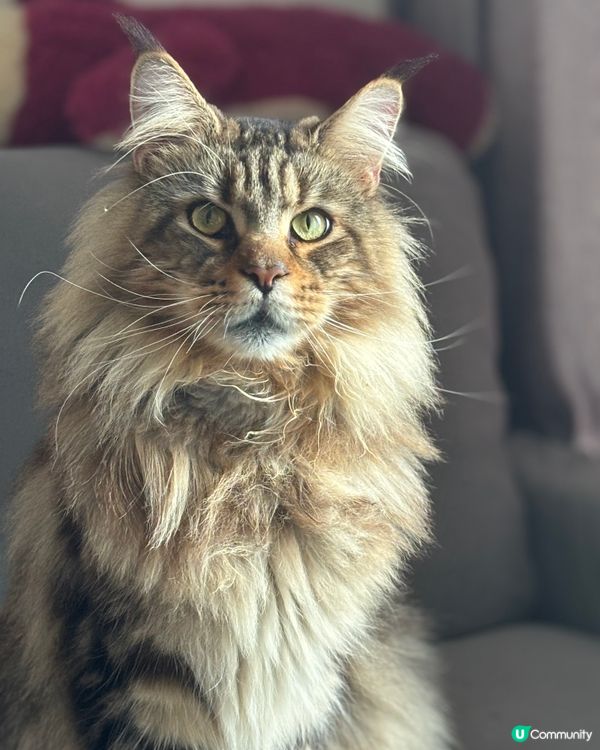 我家有隻寵物老虎，雖然他外表兇猛，不平易近人，但是他其實是一...