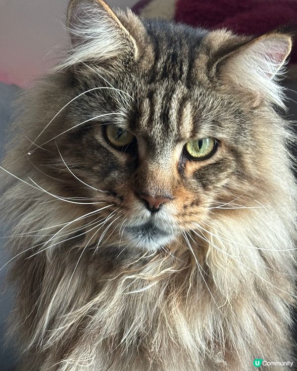 我家有隻寵物老虎，雖然他外表兇猛，不平易近人，但是他其實是一...