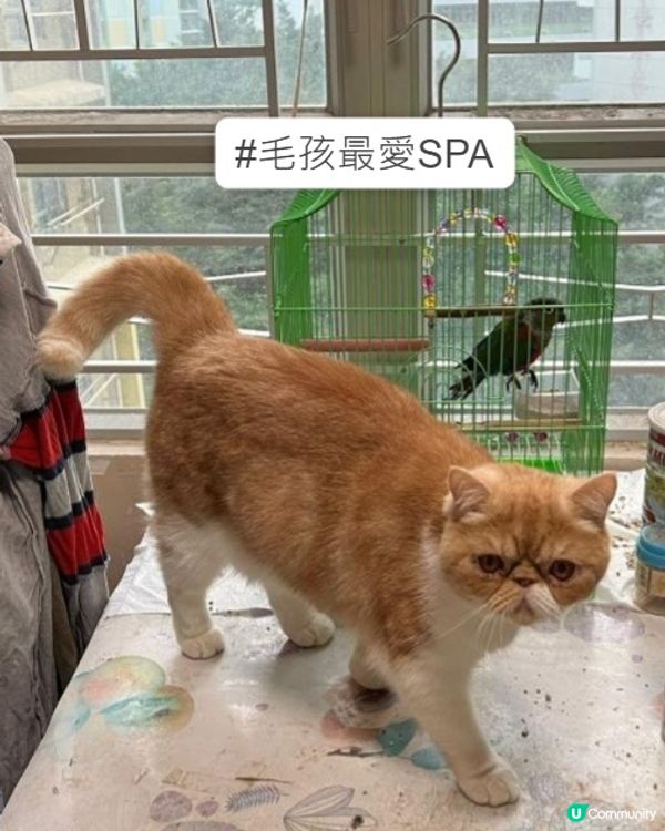 貓咪名叫加菲，係咪好似加菲貓呢？養咗呢隻異國短毛貓之後，我哋...