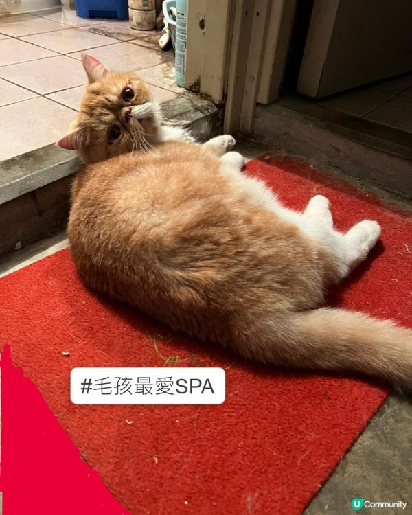 貓咪名叫加菲，係咪好似加菲貓呢？養咗呢隻異國短毛貓之後，我哋...