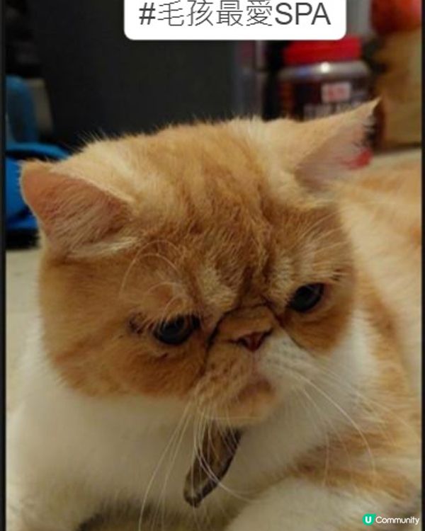 貓咪名叫加菲，係咪好似加菲貓呢？養咗呢隻異國短毛貓之後，我哋...