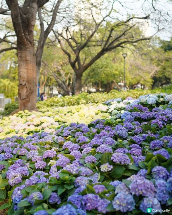 【香港🌸遊】漫天繡球．遍地開花．屯門公園｜文迪．漫遊．慢生活｜