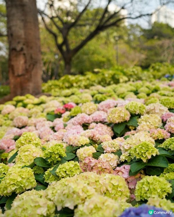 【香港🌸遊】漫天繡球．遍地開花．屯門公園｜文迪．漫遊．慢生活｜