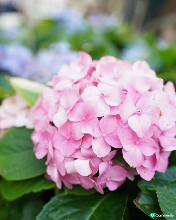 【香港🌸遊】漫天繡球．遍地開花．屯門公園｜文迪．漫遊．慢生活｜