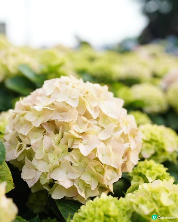 【香港🌸遊】漫天繡球．遍地開花．屯門公園｜文迪．漫遊．慢生活｜