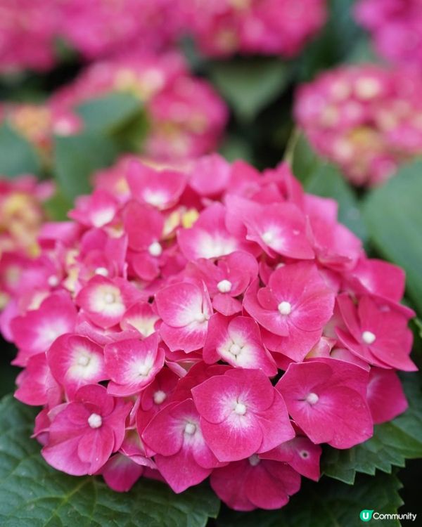 【香港🌸遊】漫天繡球．遍地開花．屯門公園｜文迪．漫遊．慢生活｜