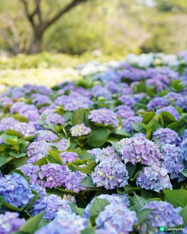 【香港🌸遊】漫天繡球．遍地開花．屯門公園｜文迪．漫遊．慢生活｜