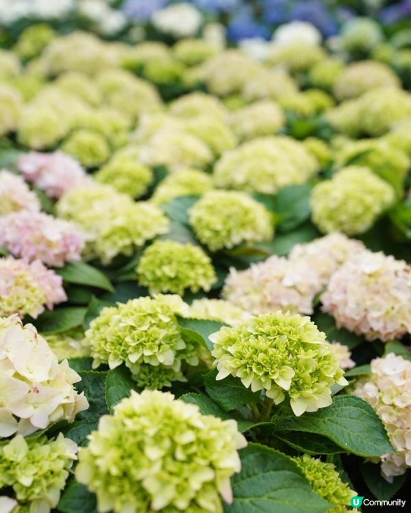 【香港🌸遊】漫天繡球．遍地開花．屯門公園｜文迪．漫遊．慢生活｜