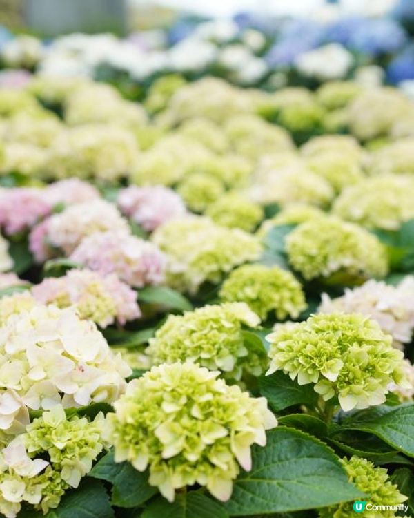 【香港🌸遊】漫天繡球．遍地開花．屯門公園｜文迪．漫遊．慢生活｜