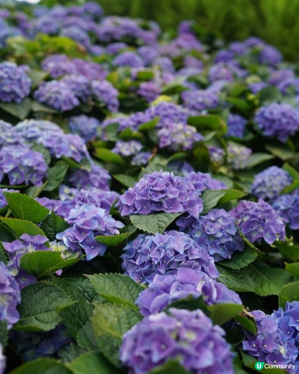 【香港🌸遊】漫天繡球．遍地開花．屯門公園｜文迪．漫遊．慢生活｜
