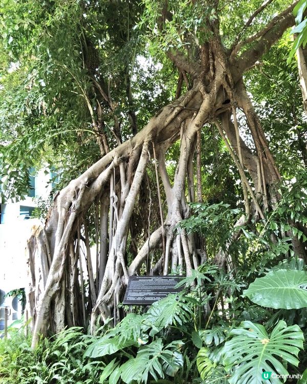 亞洲協會香港中心☘️AMMO下午茶🍎藝術展覽、歷史建築、打卡天橋📸城市綠洲@金鐘