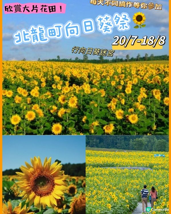 北海道向日葵祭🌻在花海中心呼喚愛😆