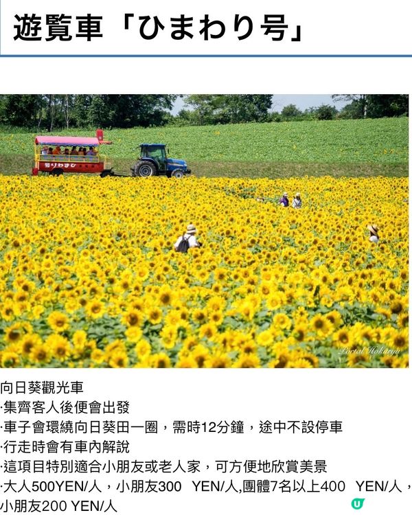 北海道向日葵祭🌻在花海中心呼喚愛😆