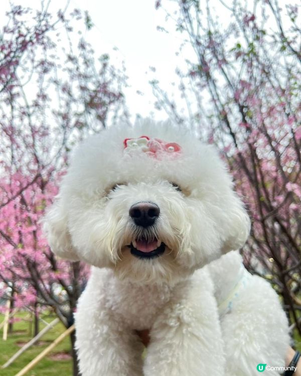 狗狗🍠賞櫻🌸