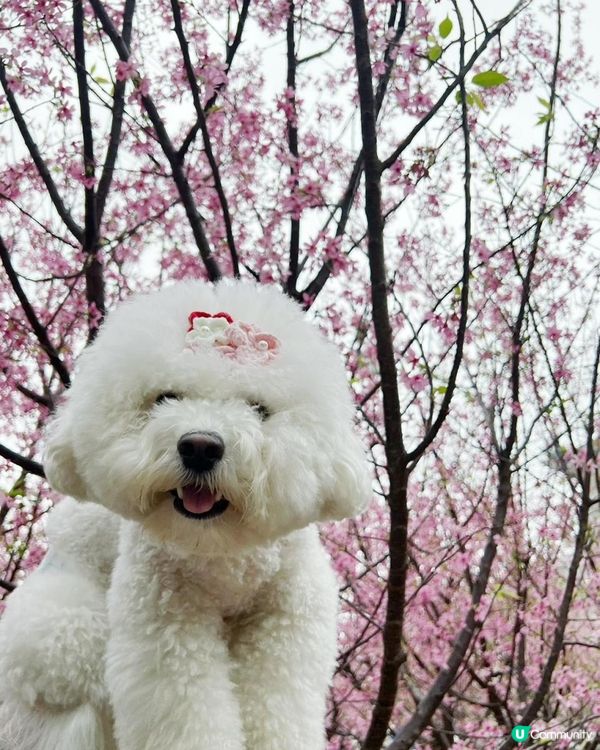 狗狗🍠賞櫻🌸