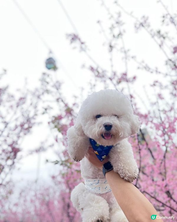 狗狗🍠賞櫻🌸