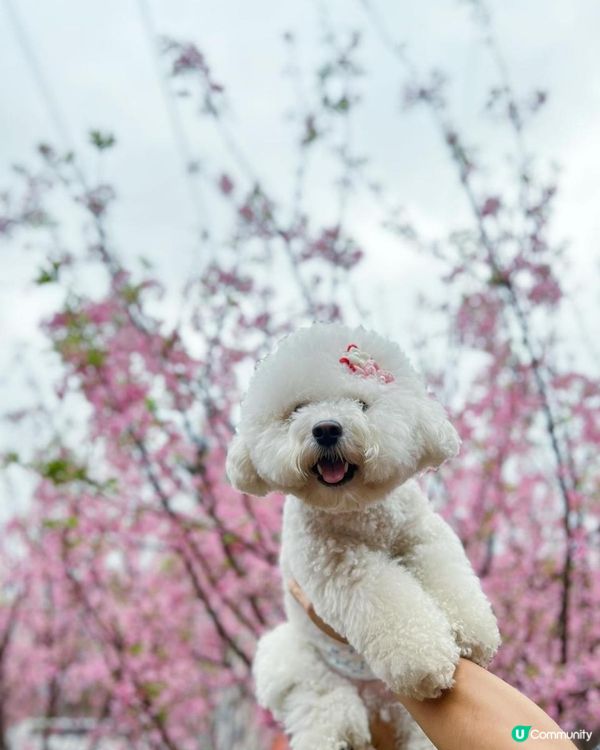 狗狗🍠賞櫻🌸