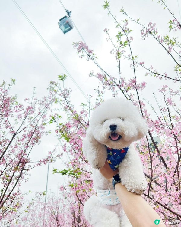 狗狗🍠賞櫻🌸