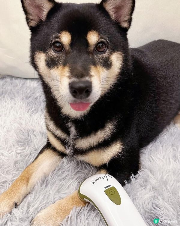 毛孩痛症/皮膚保養及治療丨Photizo™ Vetcare光療儀(內附優惠碼)