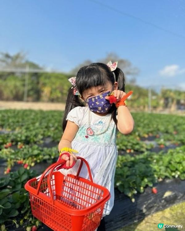 小朋友最愛！郊遊兼摘士多啤梨🍓