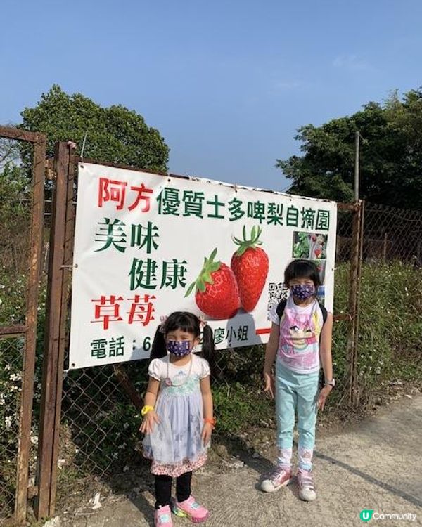 小朋友最愛！郊遊兼摘士多啤梨🍓