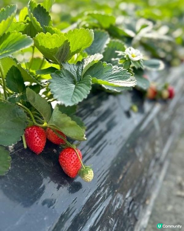 小朋友最愛！郊遊兼摘士多啤梨🍓