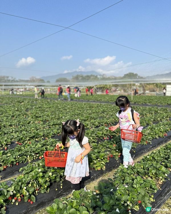 小朋友最愛！郊遊兼摘士多啤梨🍓