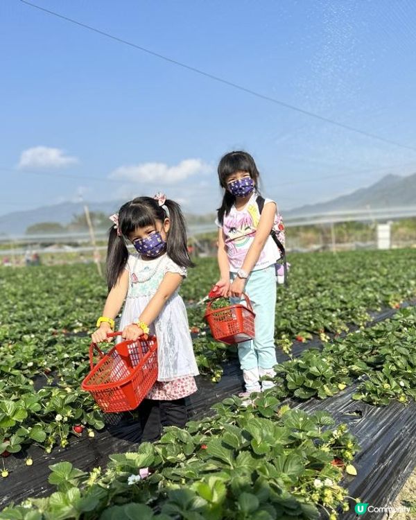 小朋友最愛！郊遊兼摘士多啤梨🍓