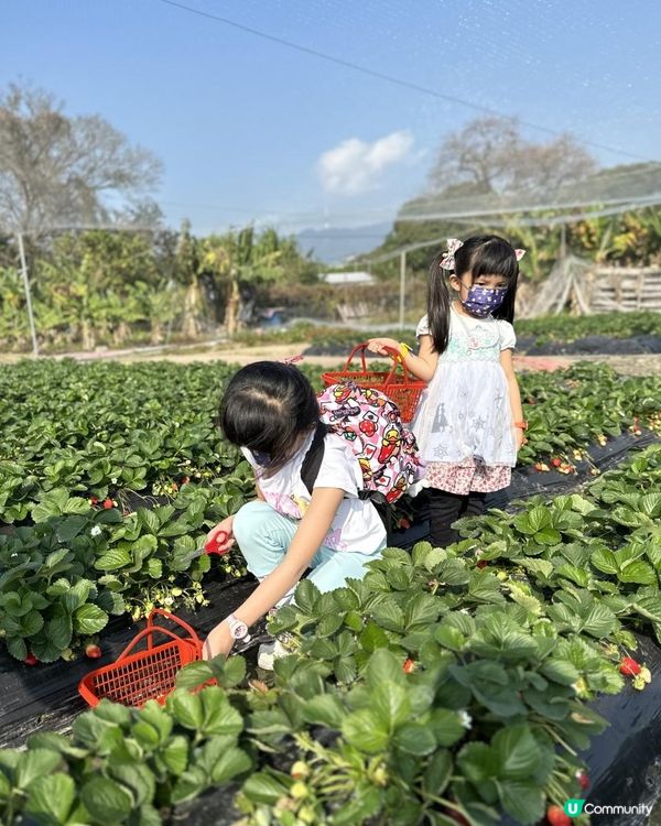 小朋友最愛！郊遊兼摘士多啤梨🍓