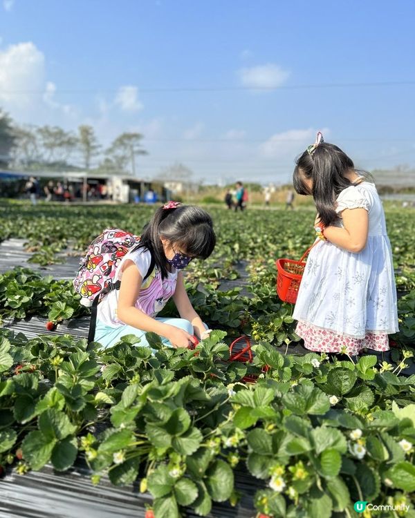小朋友最愛！郊遊兼摘士多啤梨🍓