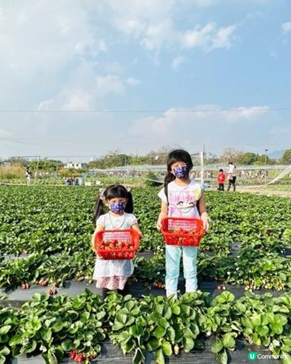 小朋友最愛！郊遊兼摘士多啤梨🍓