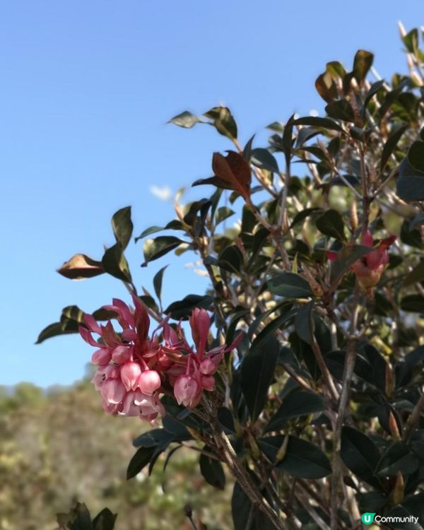 [行山要打卡]33 - 大枕蓋